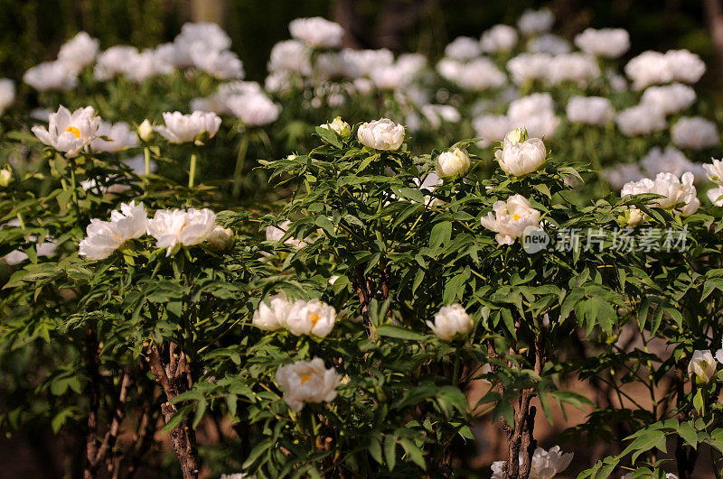 Paeonia suffruticosa